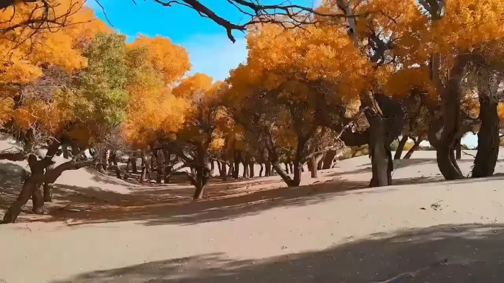 阿拉善盟天气，在极端与温柔之间，感受大地的呼吸