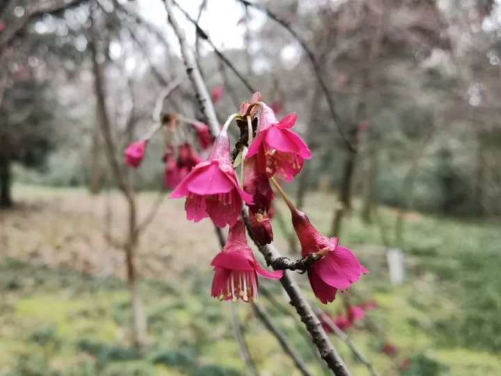 迁西一周天气展望，晴雨交替，春意渐浓
