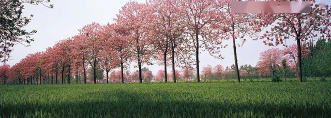 柘城天气,豫东平原上的四季风物诗 柘城天气,豫东平原上的四季风物诗