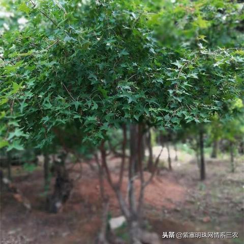 陇南天气,一方水土的呼吸与脾气 陇南天气,一方水土的呼吸与脾气