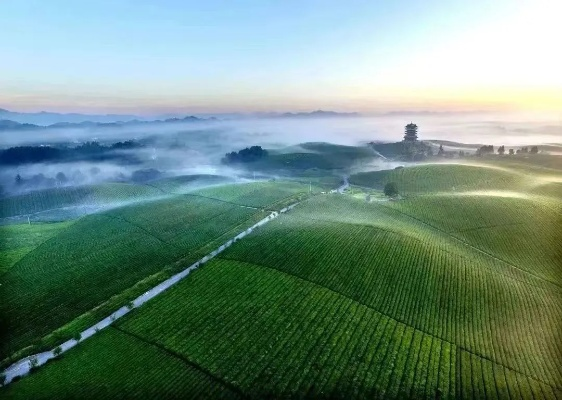 湄潭天气预报,云雾茶香中的气候密码 湄潭天气预报,云雾茶香中的气候密码