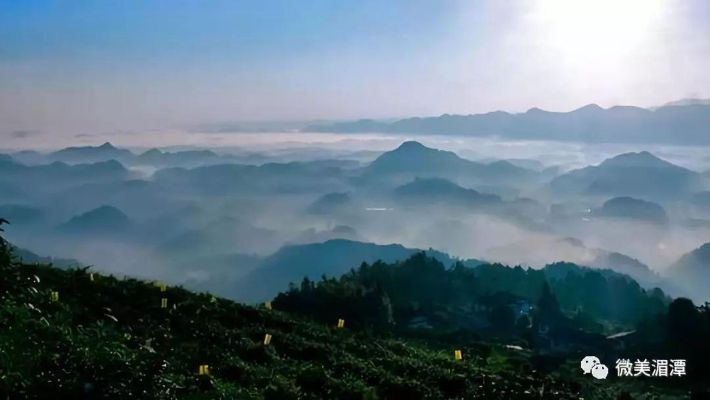 湄潭天气，云雾茶香中的气候密码