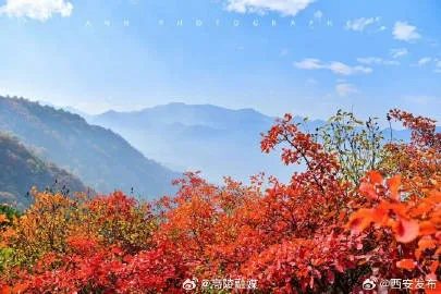 西安40天天气实录，从酷暑到秋雨，古城在时令更迭中绽放别样花开富贵