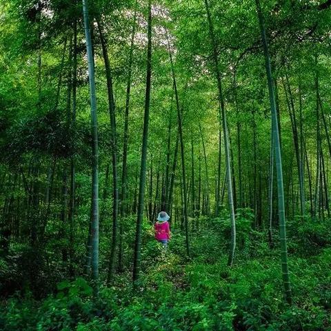 江苏常州天气,江南烟雨间的四季轮转 江苏常州天气,江南烟雨间的四季轮转