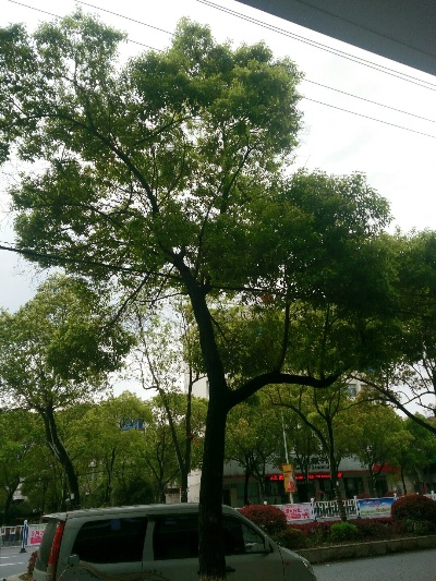 一棵树与一座城的呼吸，樟树天气预报