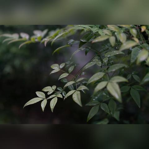 雨又下起来了。不是那种滂沱的、酣畅的夏雨,而是绵绵的、细细的,像是从天上垂下来的无数根银丝。整个城市都笼在这雨丝里,朦朦胧胧的,像是罩了一层薄纱 雨又下起来了。不是那种滂沱的、酣畅的夏雨,而是绵绵的、细细的,像是从天上垂下来的无数根银丝。整个城市都笼在这雨丝里,朦朦胧胧的,像是罩了一层薄纱