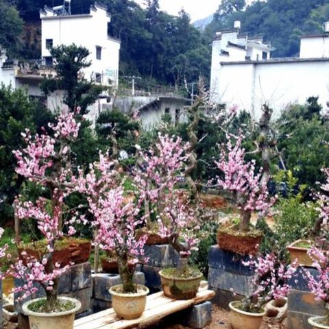 上海七天天气预报，晴雨交替，春日气息渐浓